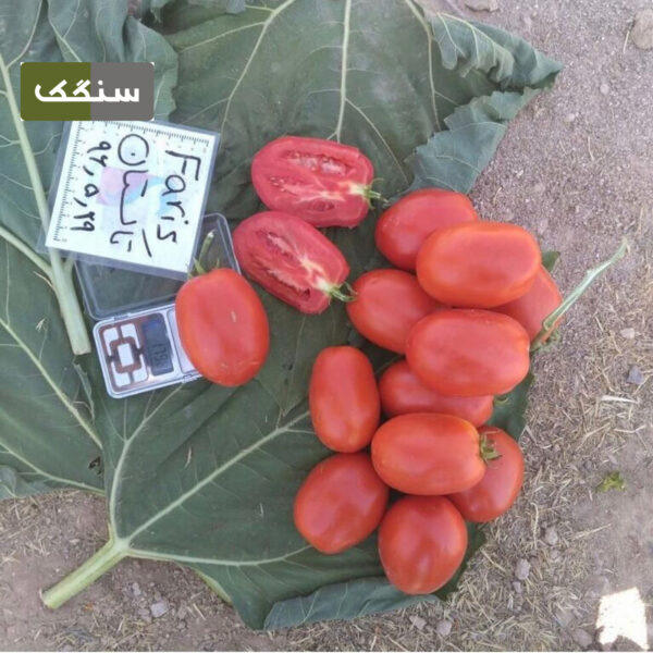 بذر گوجه فاریسF1